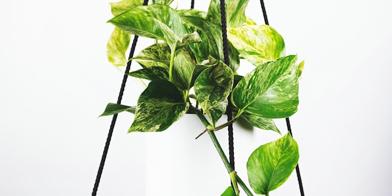 意甲联赛AC米兰与国际米兰在圣西罗球场对决